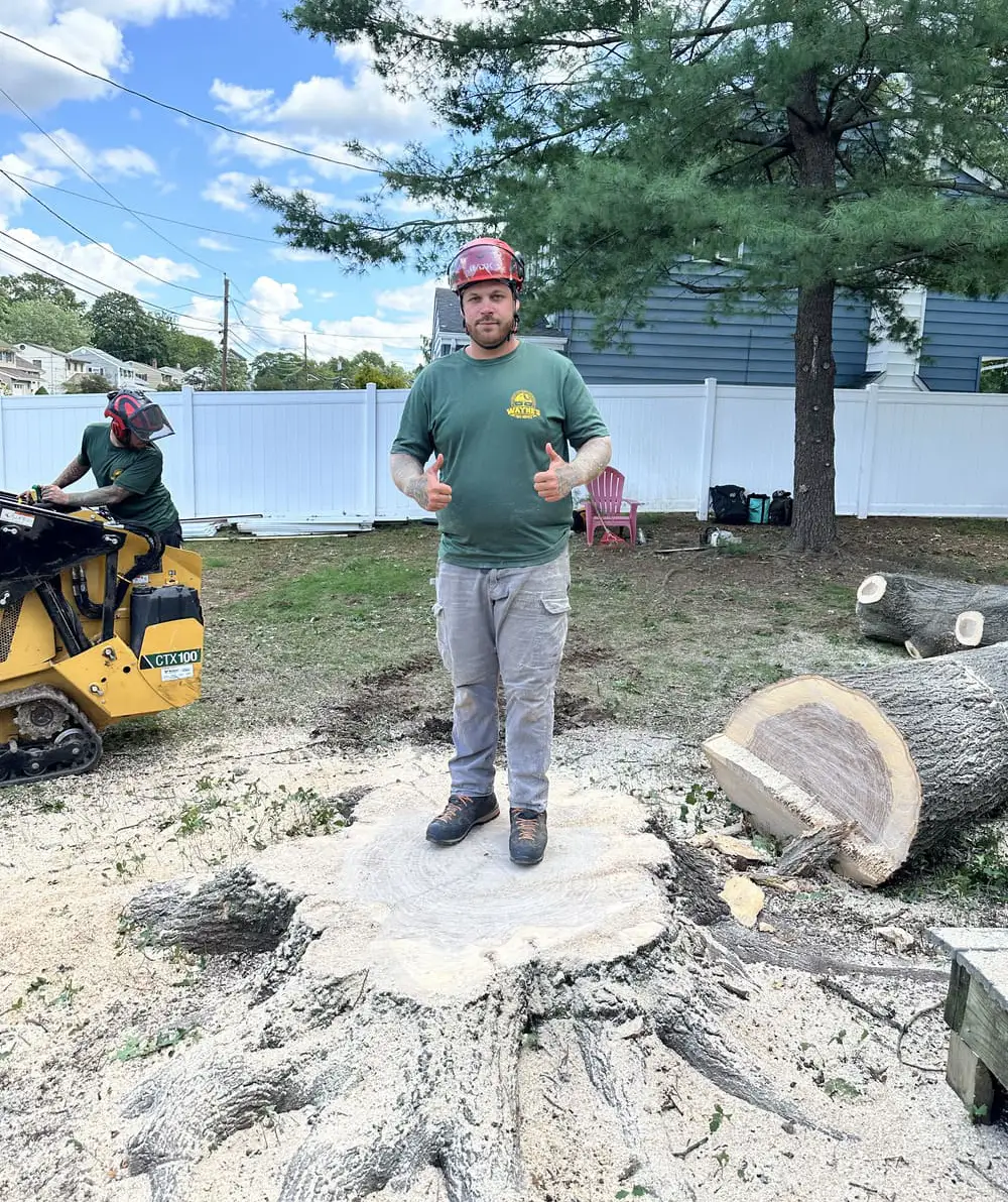 Wayne's Tree Service crew member standing on a freshly ground stump