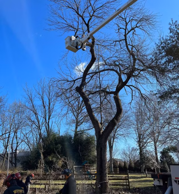 Emergency tree removal team operating bucket lift
