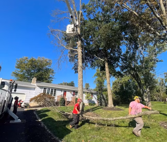 Crew Performing Emergency Tree Work