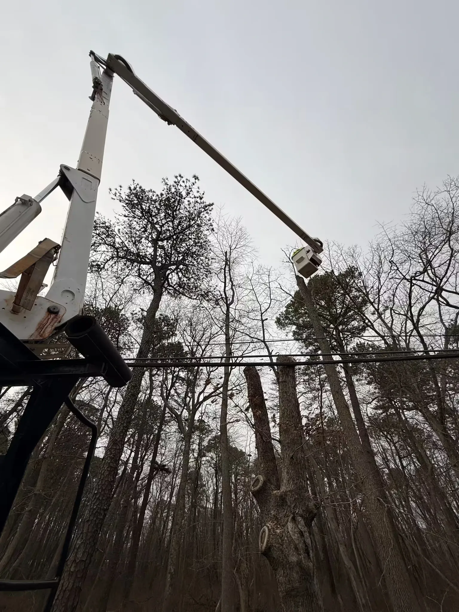 An operator in an aerial lift bucket works on removing the upper sections of a tall tree near power lines.