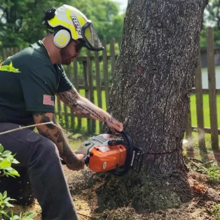 Tree Removal Service