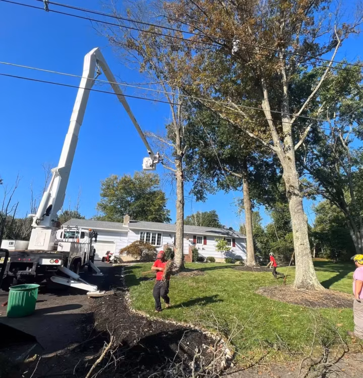 Crew performing tree trimming using a bucket truck near power lines to maintain tree safety and healthy growth around residential property