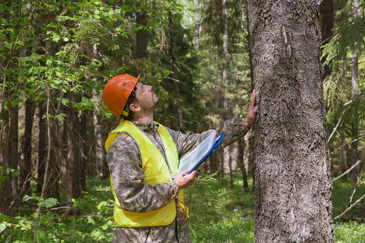 What to Expect During a Tree Removal Estimate in NJ