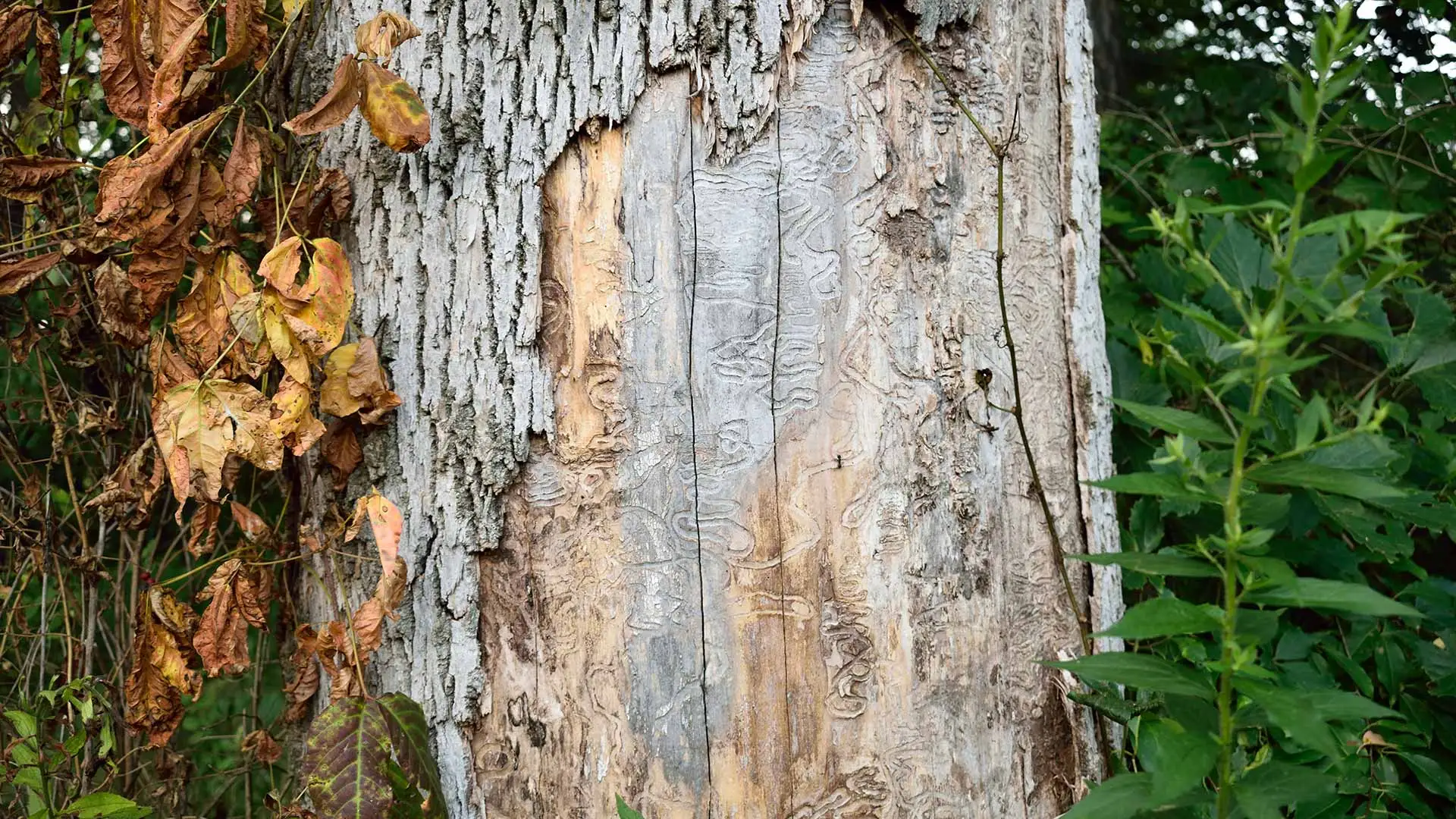 When EAB Damage Means Removal Is Necessary