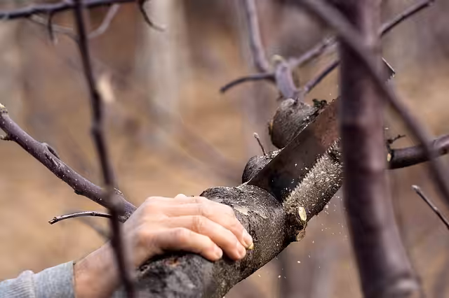 Why Fall Pruning Is Risky in New Jersey
