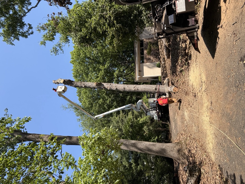 Crew removing a tall tree with a lift, debris container on site
