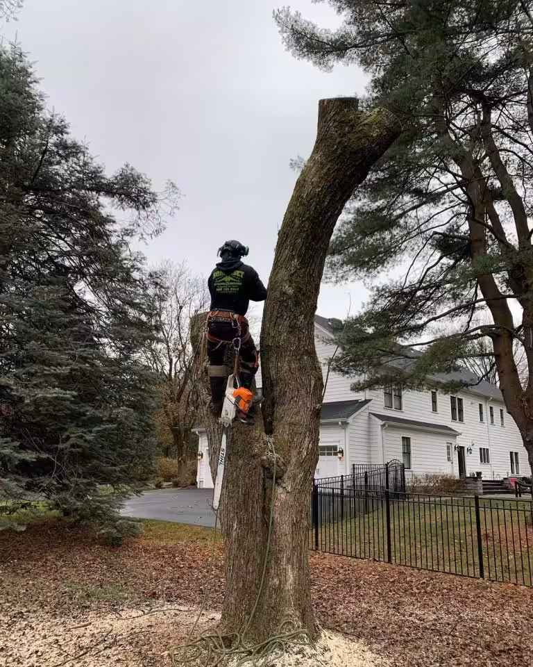 Tree care operator cutting tree with a chainsaw in work gear