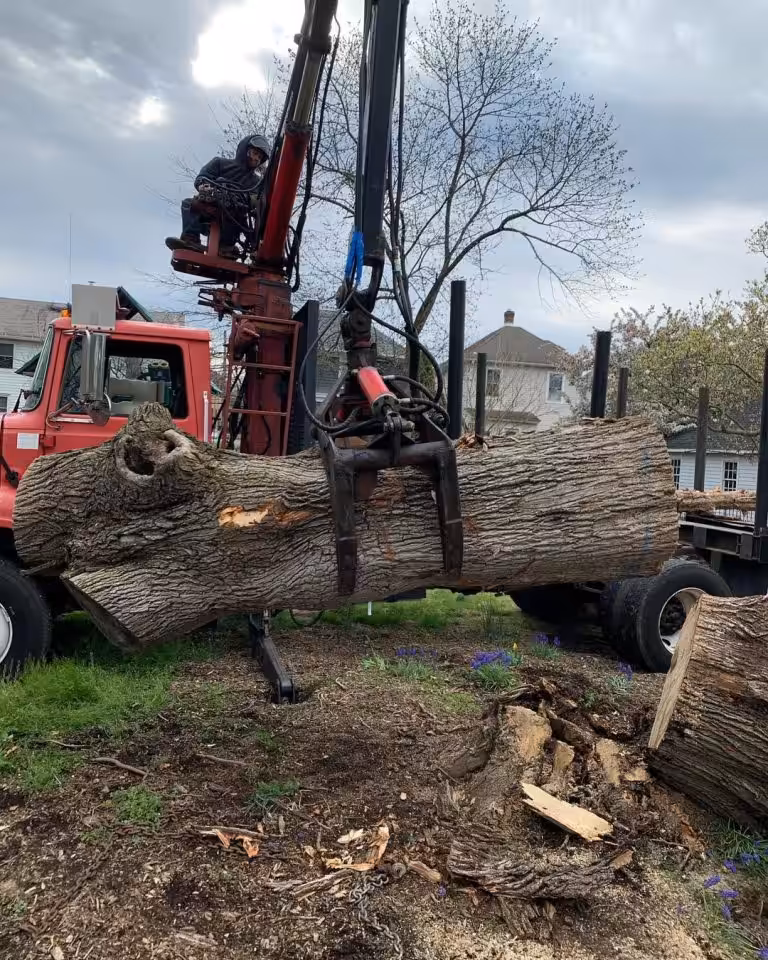 Large cut logs on the ground beside a loader truck