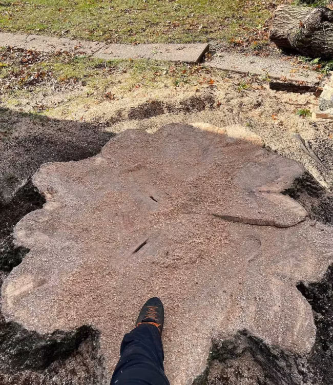 Freshly cut stump showing the growth rings, ready for grinding