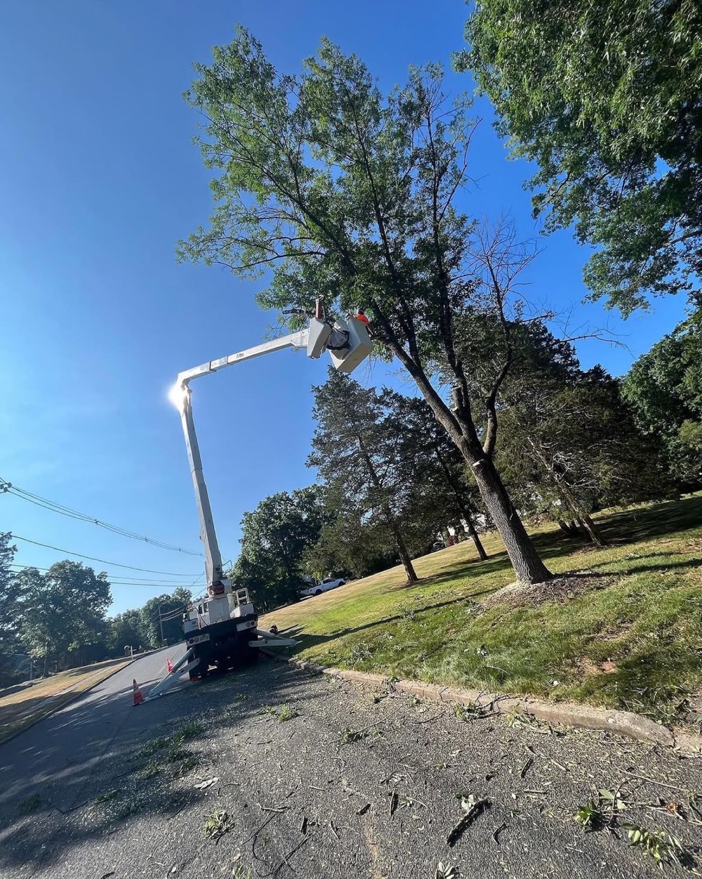 Bucket truck raised into a large roadside tree