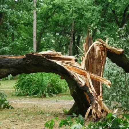 Storm Cleanup