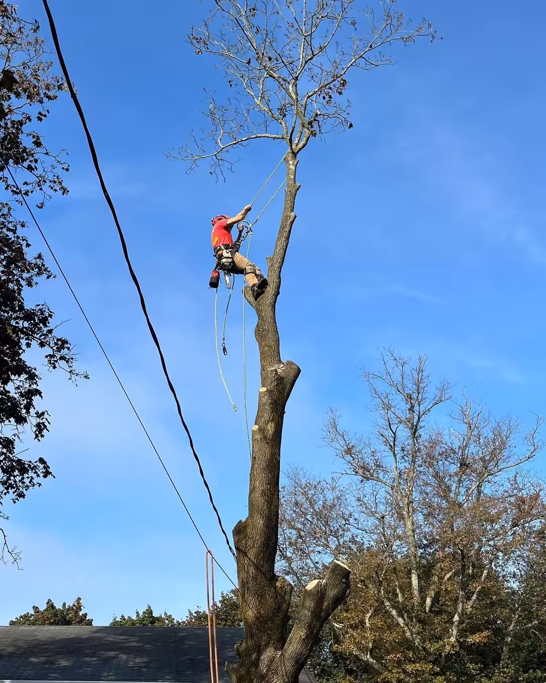 Climber high in a bare tree beside overhead wires
