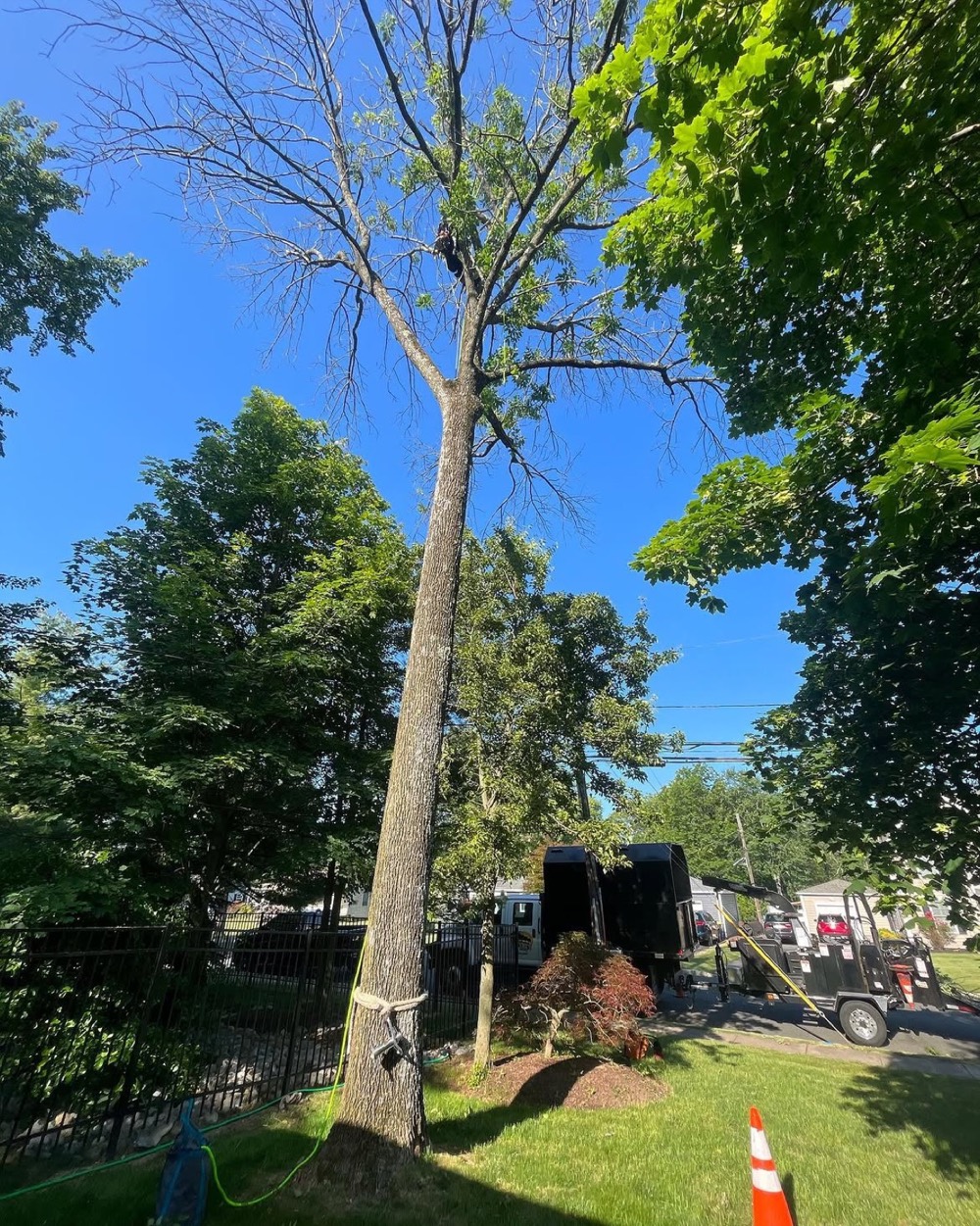 Tall bare tree being removed with equipment staged below