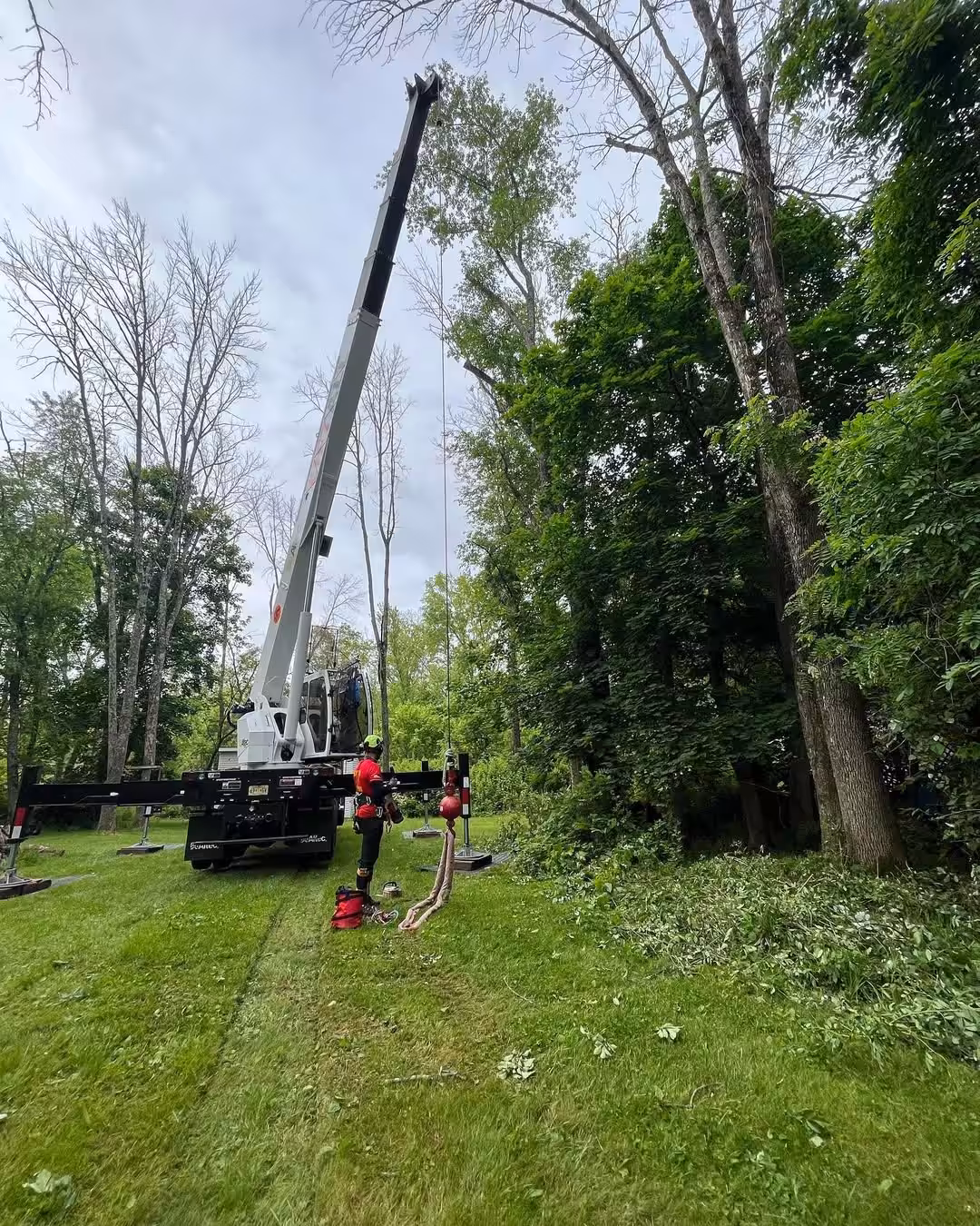 Tree & Shrub Planting service