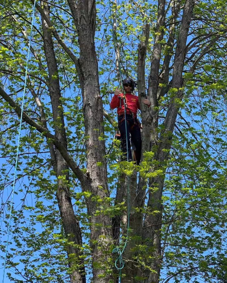Tree care operator climbing a tree with safety gear on a clear day