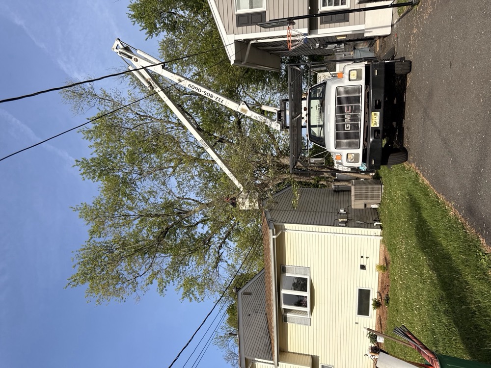 Wayne's Tree Service crew and equipment on a clearing worksite in NJ