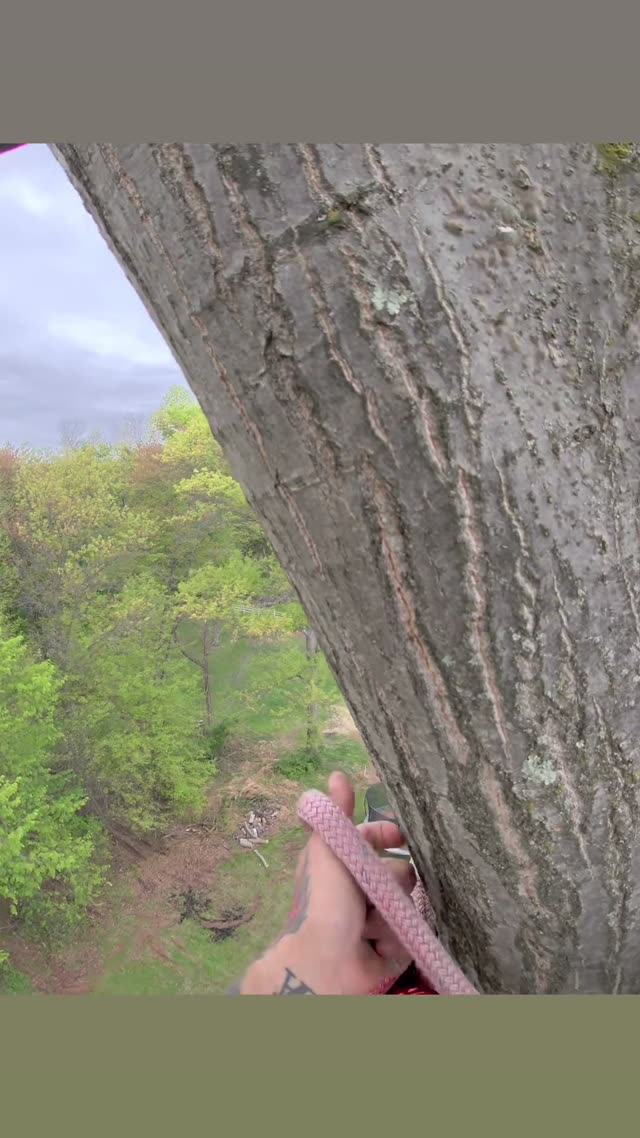 Aerial Bucket Lift Tree Rigging and Chainsaw Cutting