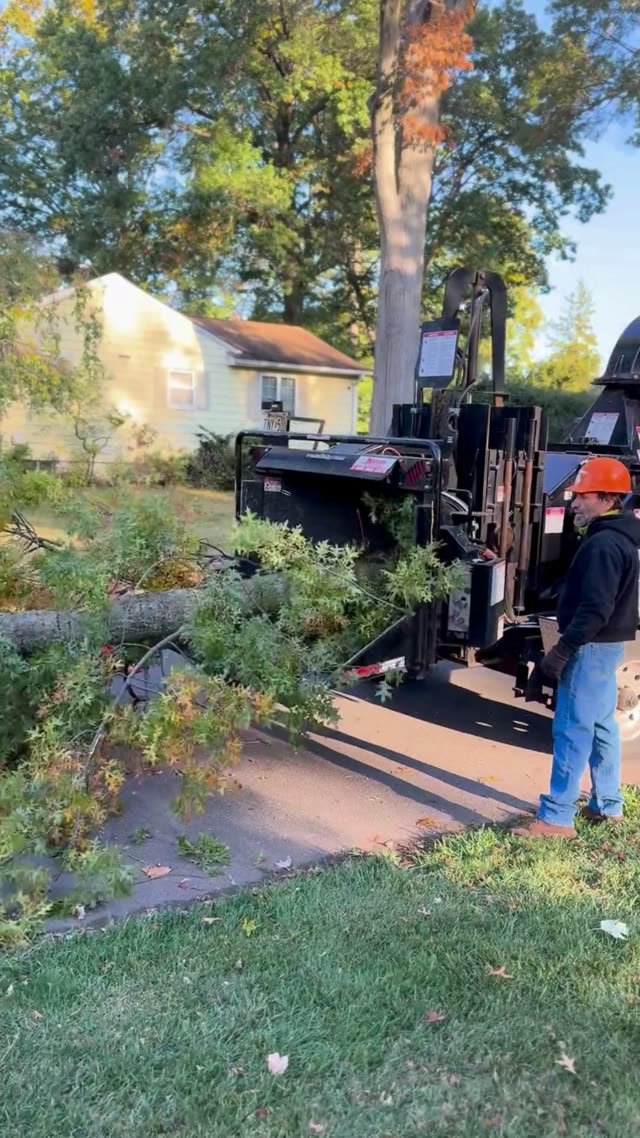 Commercial Bandit Wood Chipper Processing Heavy Tree Trunk Section