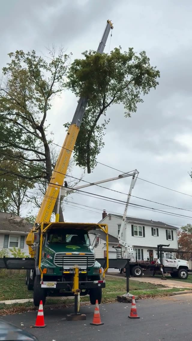 Crane Assisted Tree Removal and Wood Chipping Service