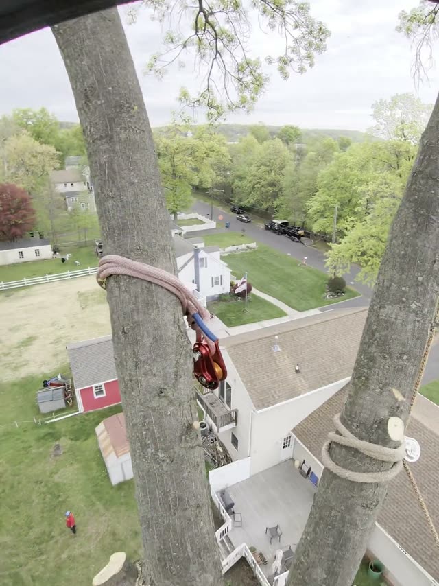Aerial chainsaw tree topping