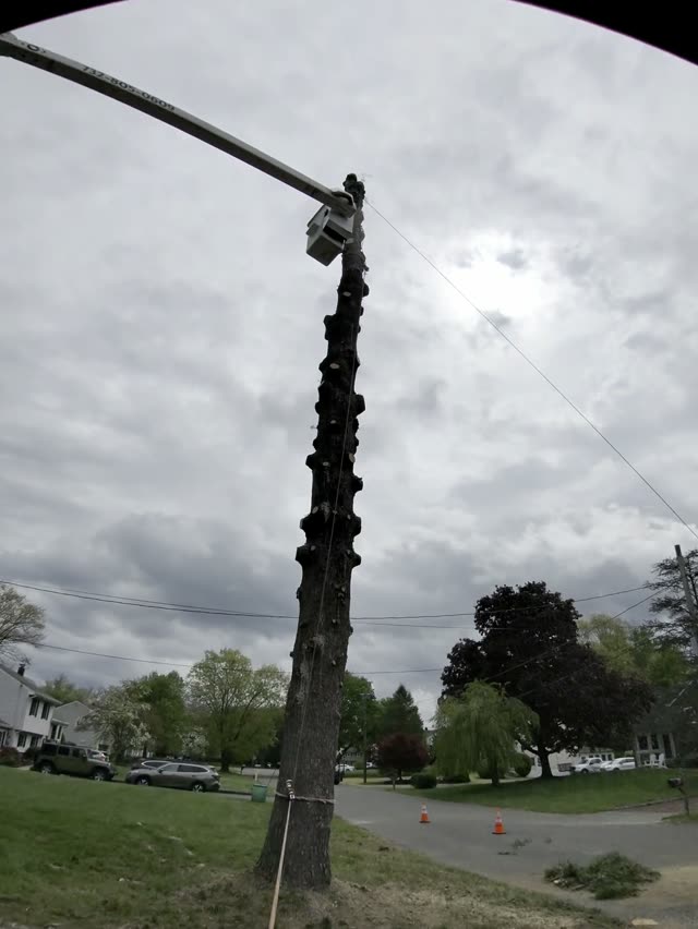Crane assisted tree removal and chipping